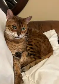 Adult Bengal in need of New Happy Home