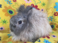 Adorable Purebred Lionhead Male Dwarf ready to leave. 