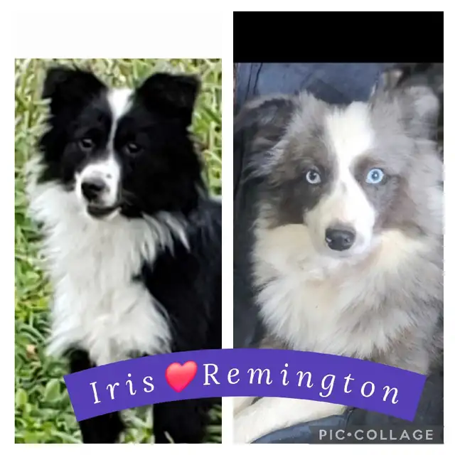 TOY & Miniature Australian Shepherd puppies in Dogs & Puppies for Rehoming in Ottawa - Image 4