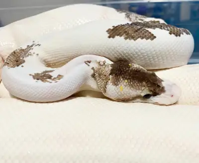 I hatched both of these girls myself when I bred pythons, but have since stopped breeding, and they'...