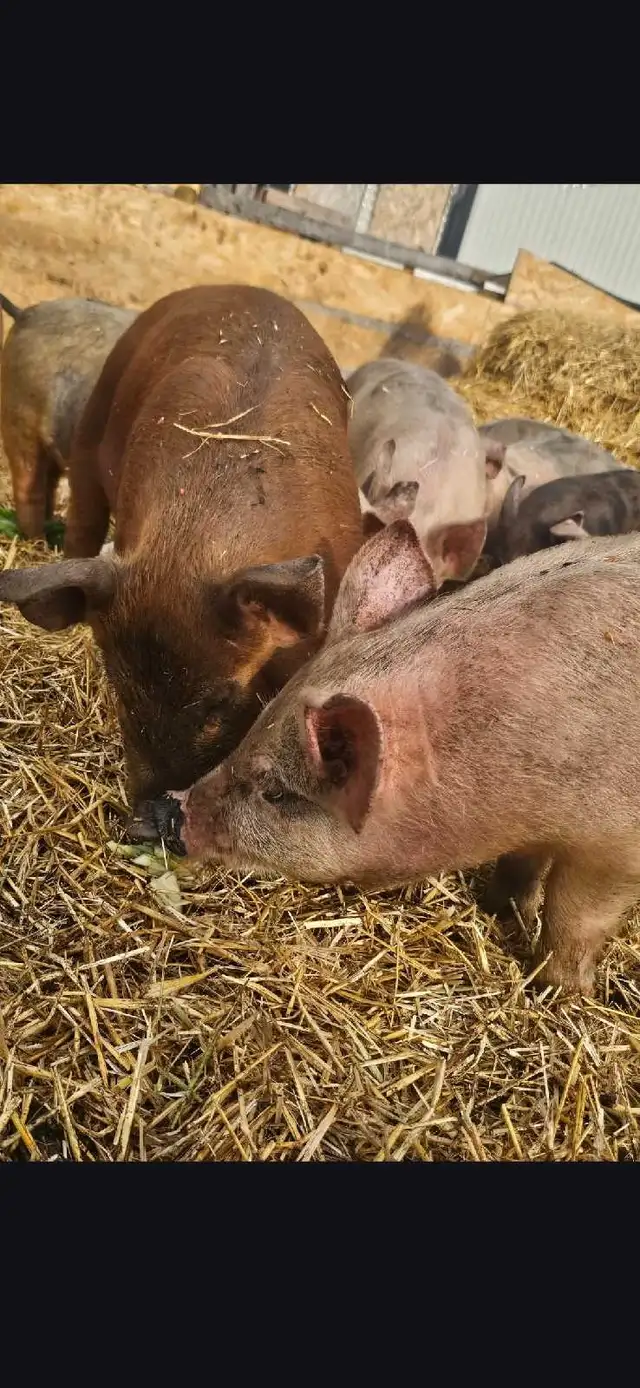 Feeder Pigs in Livestock in Calgary - Image 3