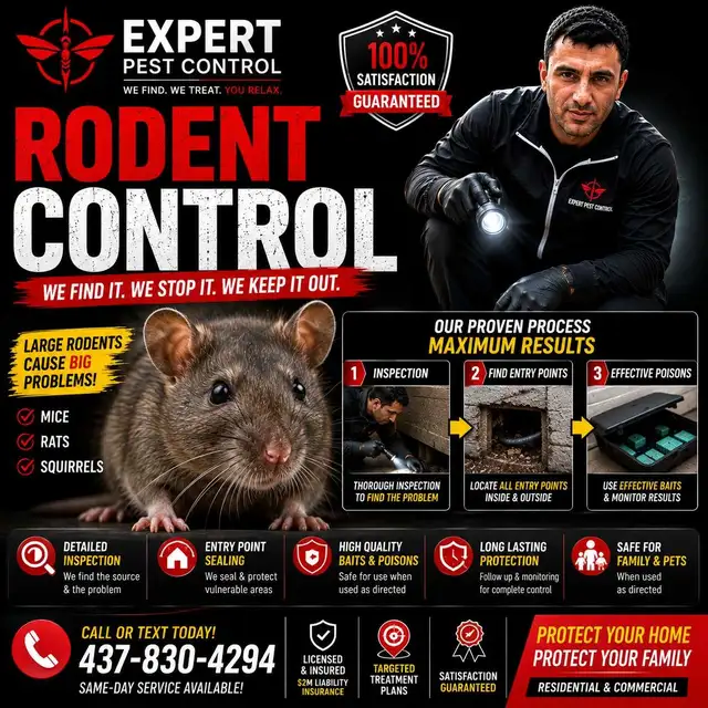 mice and rat treatment(All types of Pest control Treatment)