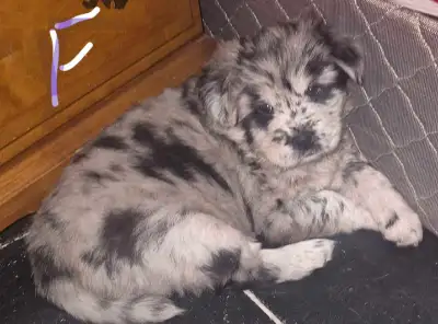 beautiful puppies, View more
