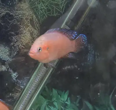 Jewel Cichlid, View more