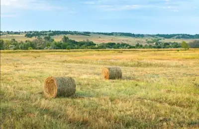 Looking to lease about 80 acres hay land in 2027. Langham Asquith area.