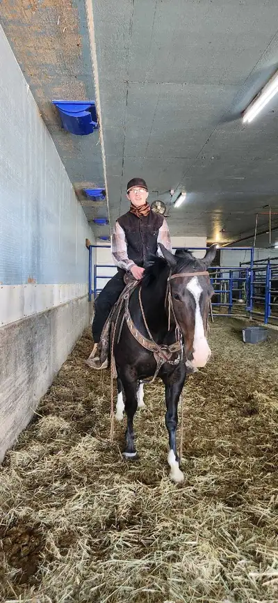 Papered 4 year old gelding,been to brandings pulled lots of calves,very cowy,likes to sort cows,this...