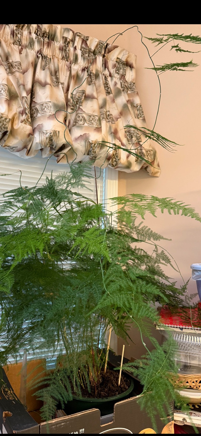 beautiful heathy plant in Plants, Fertilizer & Soil in Calgary - Image 4