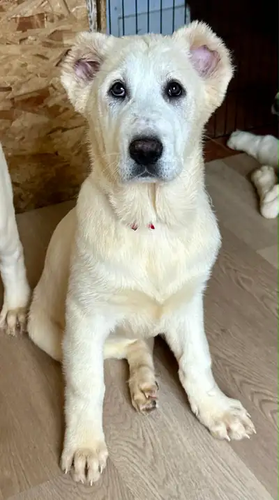 Le meilleur chien pour votre ferme – Chiots Alabaï disponibles, View more