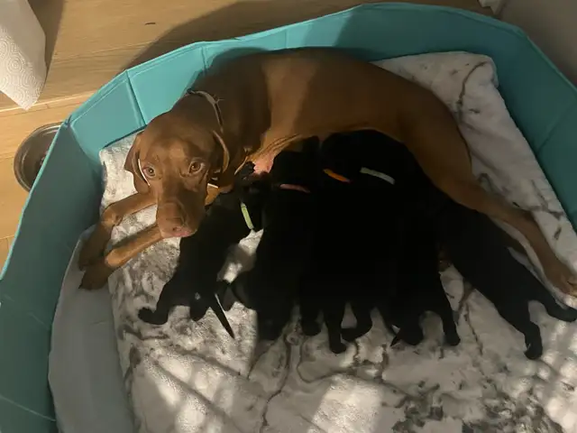 Vizsla / Black German Shepherd Puppies in Dogs & Puppies for Rehoming in Cornwall - Image 3