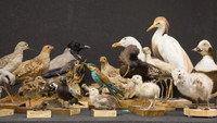 Wanted: taxidermy unwanted items 
