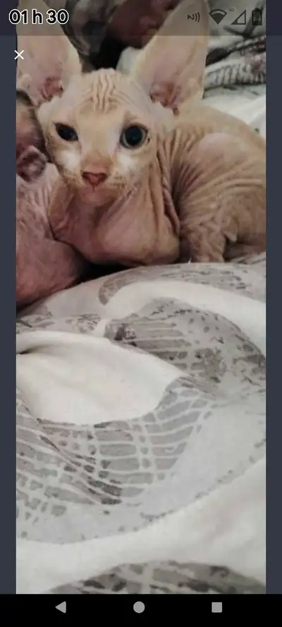 chaton Sphynx MÂLE, View more