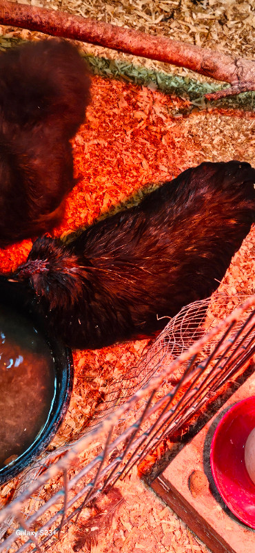 satin silkie rooster in Livestock in Bathurst - Image 2