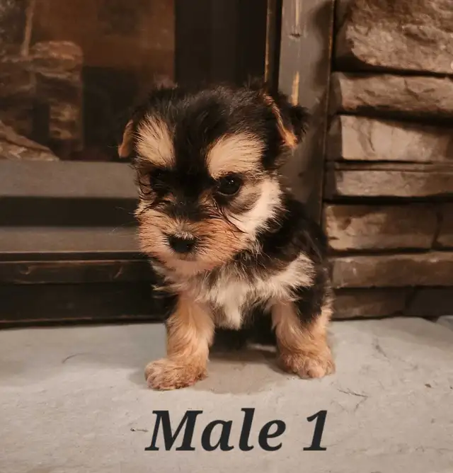 Morkie Puppies in Dogs & Puppies for Rehoming in Belleville - Image 4