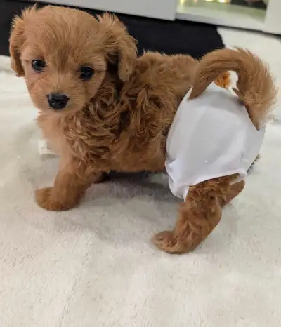 Toy poodles, View more