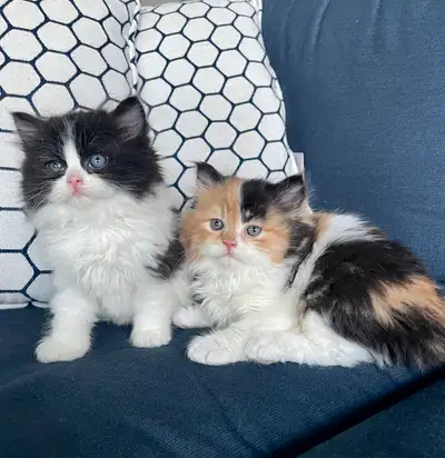 2 chatons persans croisés, View more