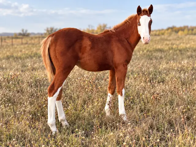 performance Prospects available | Horses & Ponies for Rehoming | Regina ...