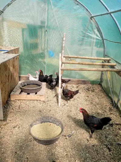 young roosters , View more