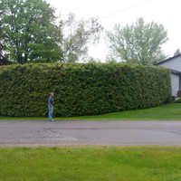 Cedar Trees - Hedging Cedars 8-10ft $30 each Best Prices