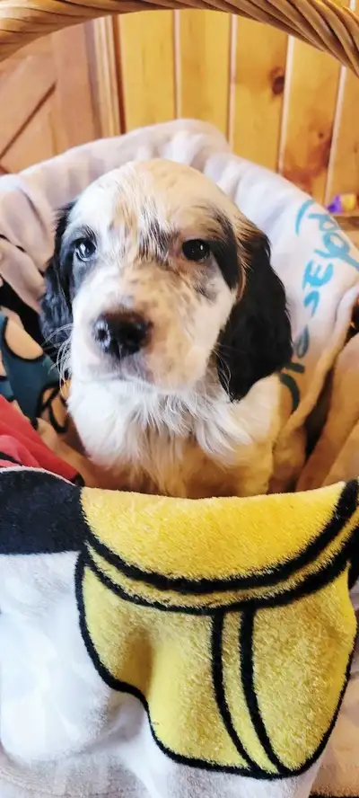 English Setter - Puppies, View more