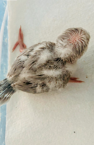 Blue Quaker | Adopt Birds in Toronto (GTA) | Kijiji Classifieds