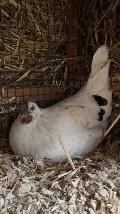 Zombie Chicken Hatching Eggs, View more