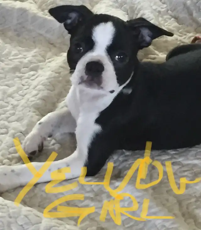 Boston Terrier Puppy in Dogs & Puppies for Rehoming in Kitchener / Waterloo - Image 3