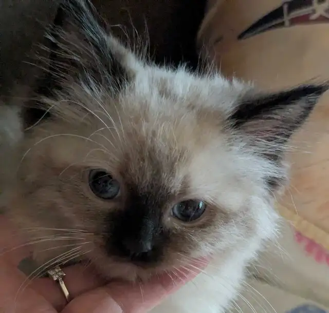 Ragdoll female kitten Tica registered(Bluenoserags) in Cats & Kittens for Rehoming in Moncton - Image 3