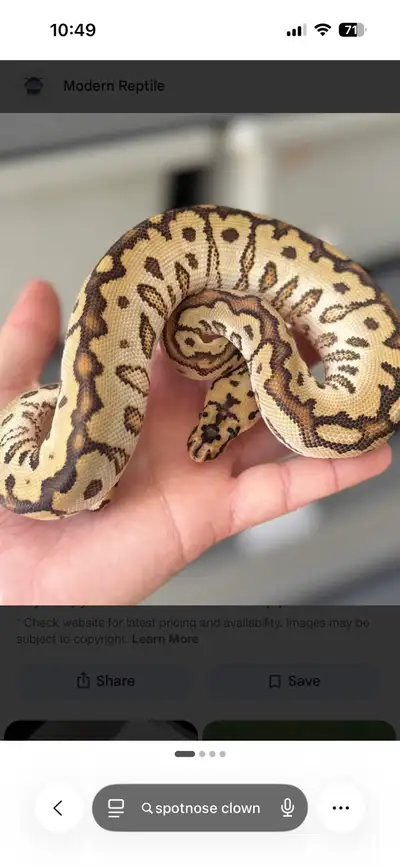 Beautiful Ball python (spotnose clown), View more