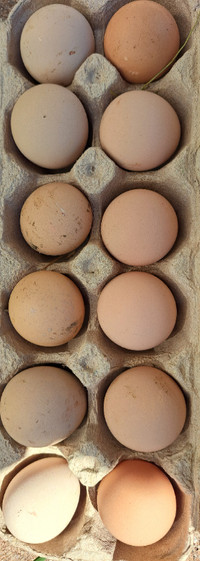 Guinea fowl keets and eggs
