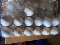  Turkey, hatching eggs for sale 