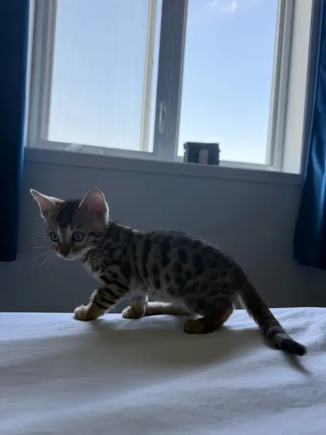 bébé bengal in Cats & Kittens for Rehoming in West Island - Image 5