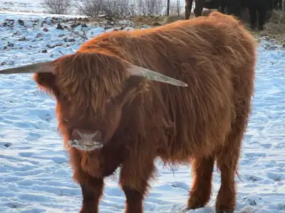 Highland steer. Quiet but not tame. Will be 2 in May. Willing to trade for beef cattle or hay Mayert...