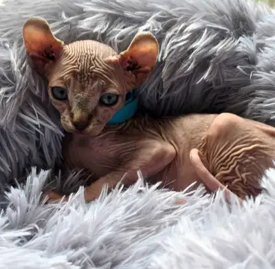 Chatons sphynx, View more
