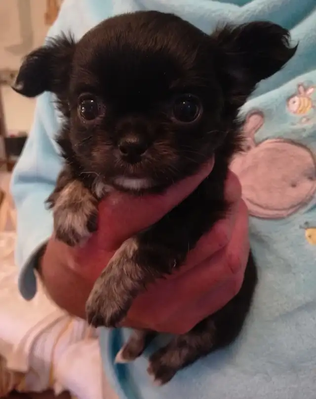 PURE CHIHUAHUA PUPPY in Dogs & Puppies for Rehoming in Ottawa - Image 8