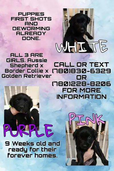 Beautiful Puppies, View more