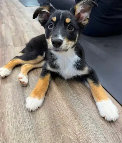 Christopher Mini Australian Shepherd puppy Bob tail, View more