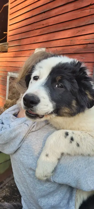 Heeler/Border Collie/Maremma Pups in Jaffray BC, View more