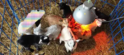 Nigerian Dwarf Goats , View more
