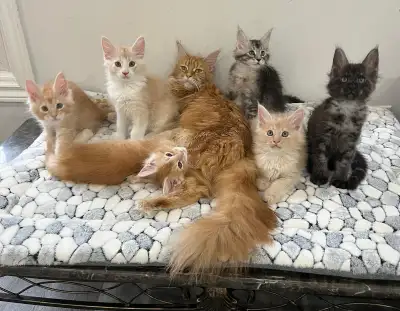 Adorables chats Maine Coon pure race, View more