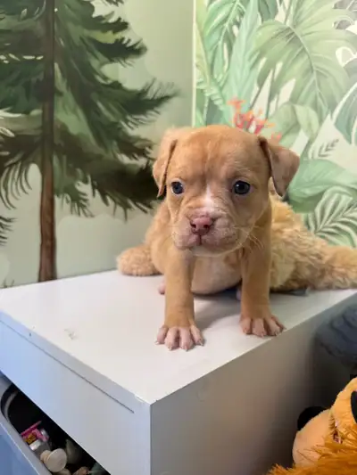 Olde English Bulldog, View more