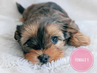 *RARE* Yorkie Puppies!, View more