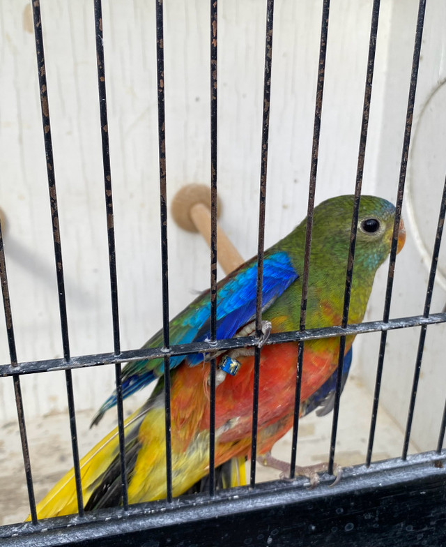 Beautiful Turquoisine parakeets in Birds for Rehoming in Calgary - Image 2
