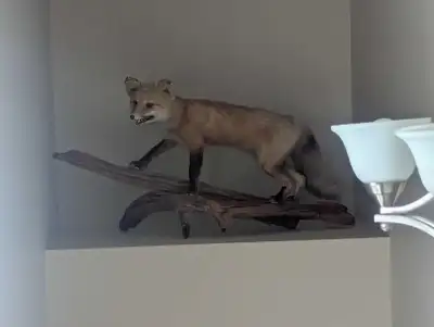 taxidermy red fox mount, View more