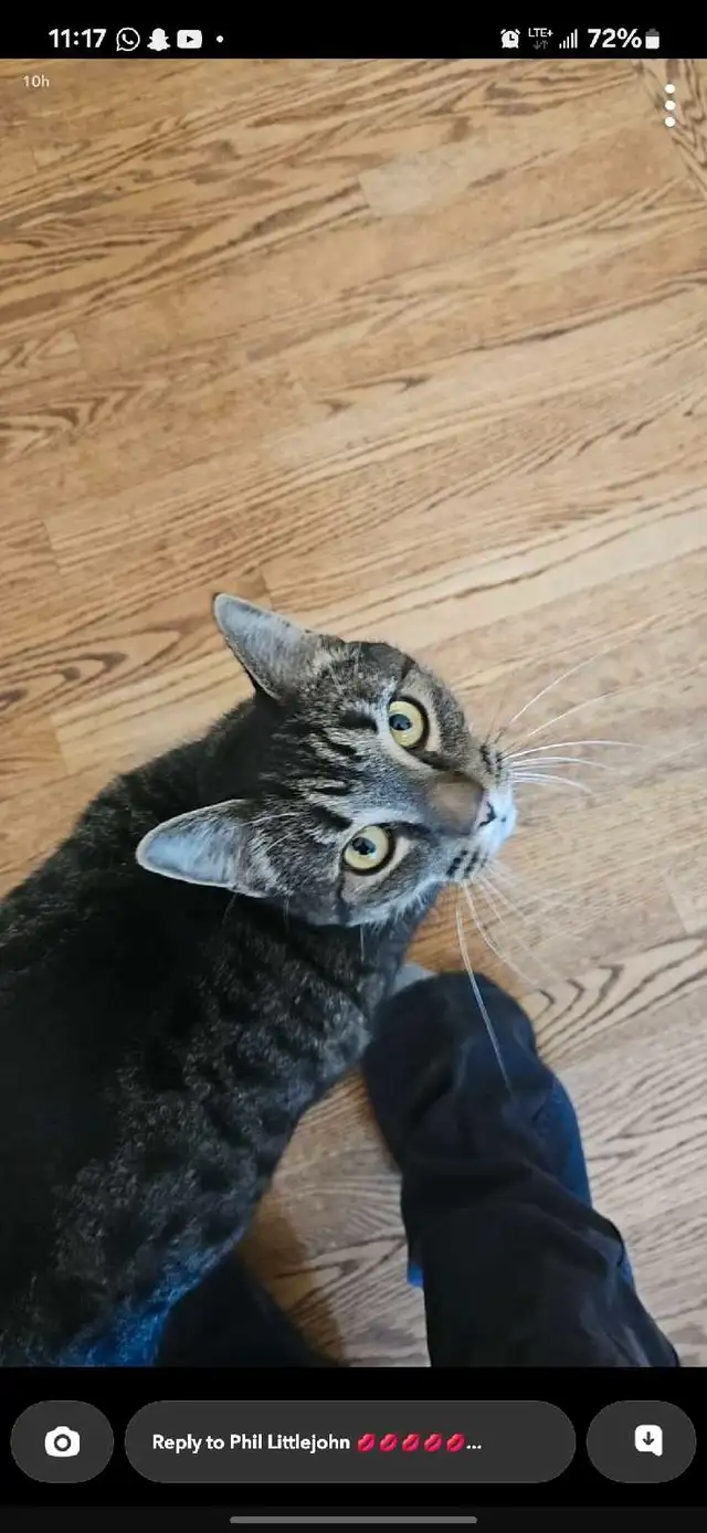 looking for a cat friendly home to rent63235653361537121