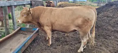 2.5 year old tan bull. 80 lb birth weight. Half red angus half simmental. Grandmother was a tan and...