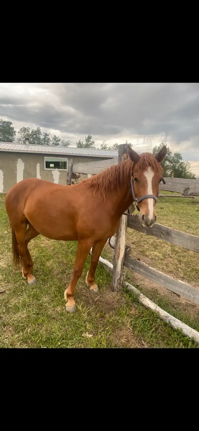 Mares for sale in Horses & Ponies for Rehoming in Fort St. John - Image 9