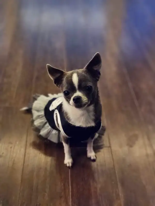 ❤️Applehead Chihuahua puppies- last one! ❤️ in Dogs & Puppies for Rehoming in Edmonton - Image 10