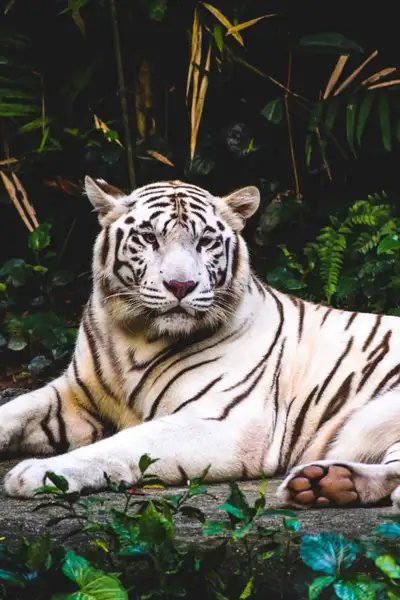 Overnight caregiver position I'm a middle aged male with physical disability and I'm looking for a c...