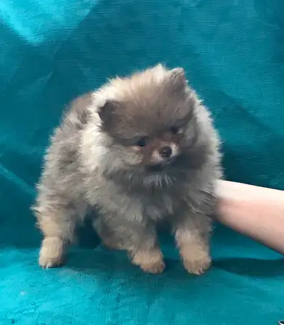 magnifique petite femelle pomeranien , View more