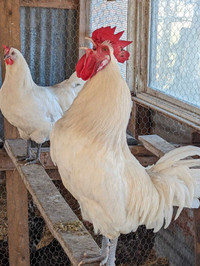 French Bresse dual purpose  chickens 